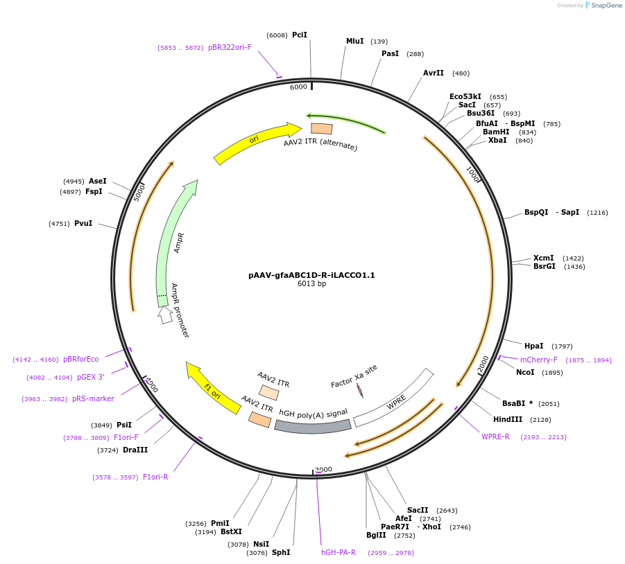 208103-plasmid-map-sequence-id-410590