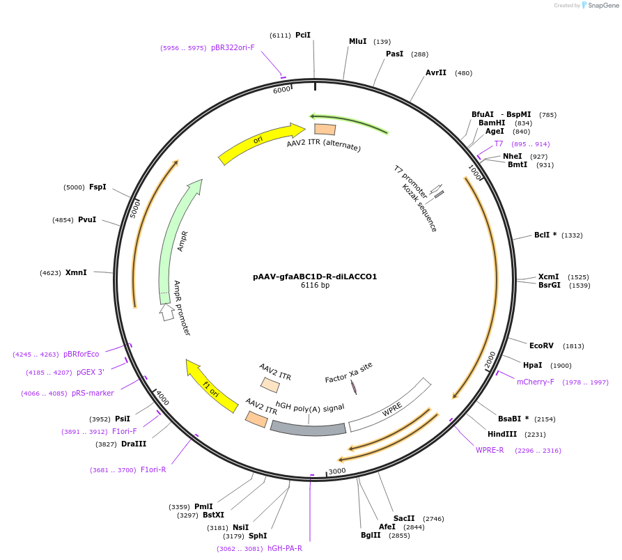 208105-plasmid-map-sequence-id-410593