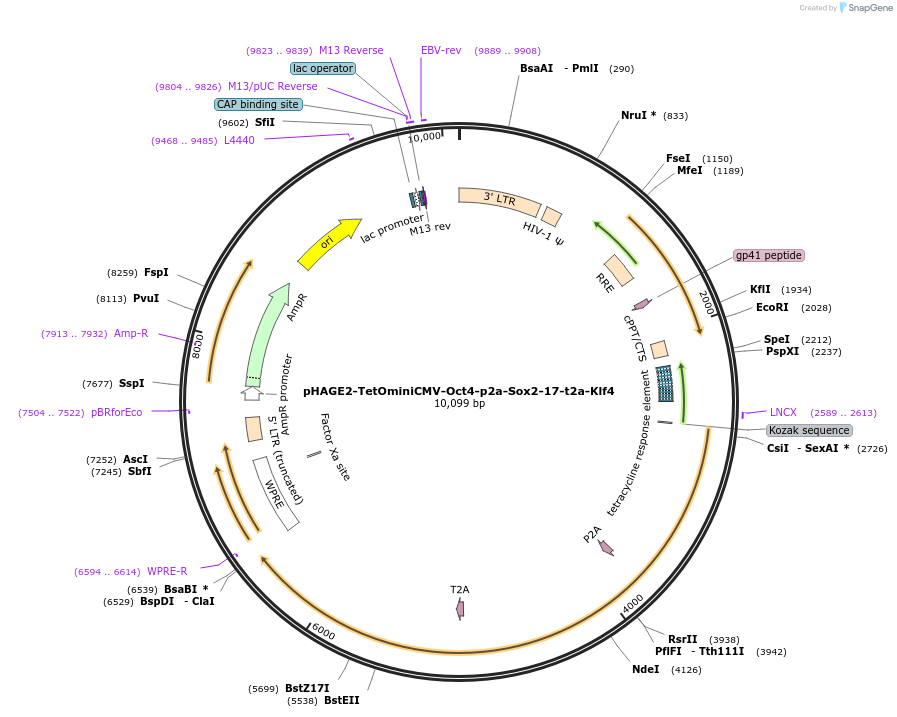193345-plasmid-map-sequence-id-410597