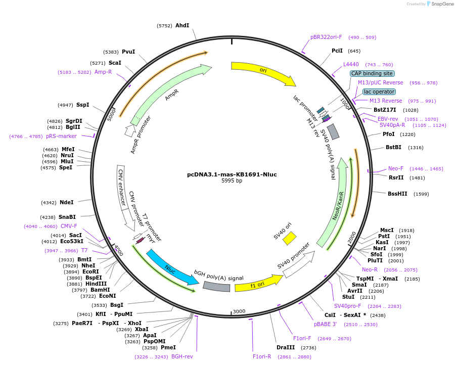 204324-plasmid-map-sequence-id-410605