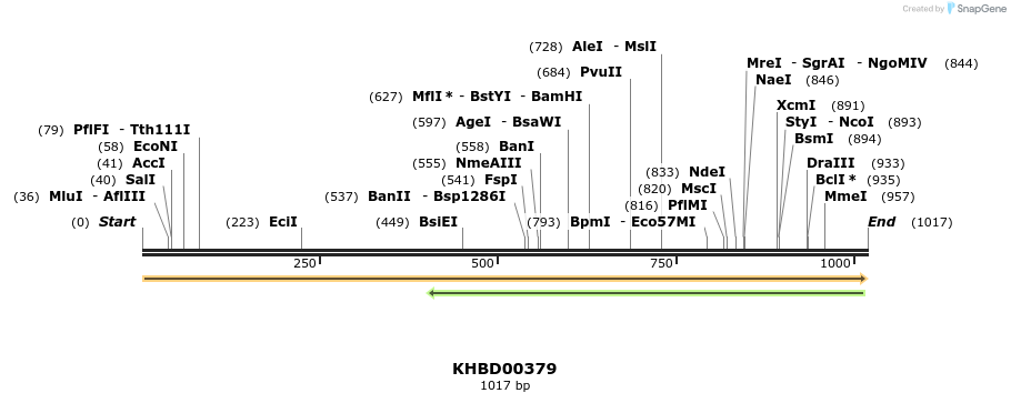 41061_map