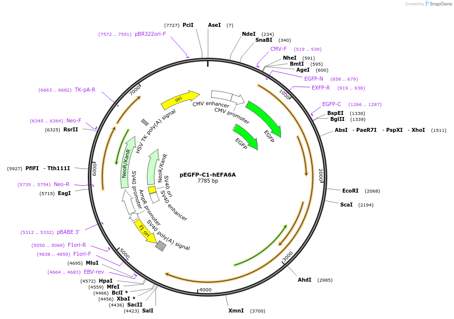 206412-plasmid-map-sequence-id-410643