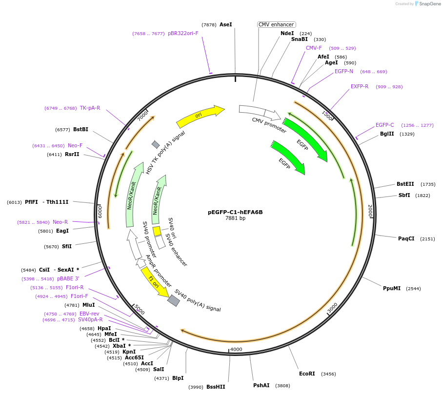 206413-plasmid-map-sequence-id-410645