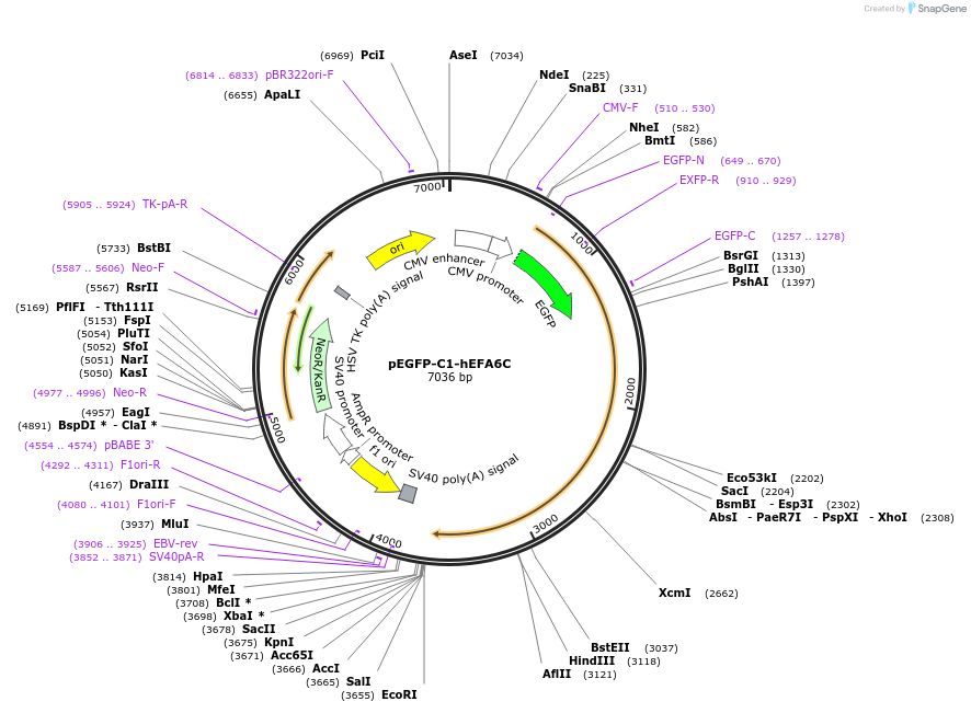 206414-plasmid-map-sequence-id-410649