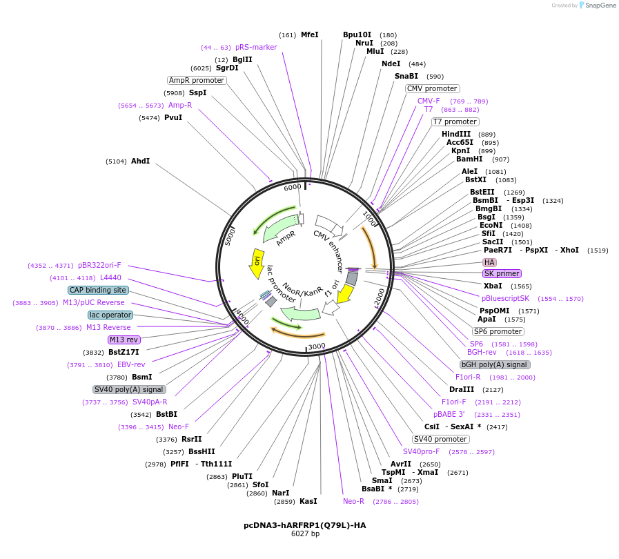 206400-plasmid-map-sequence-id-410669
