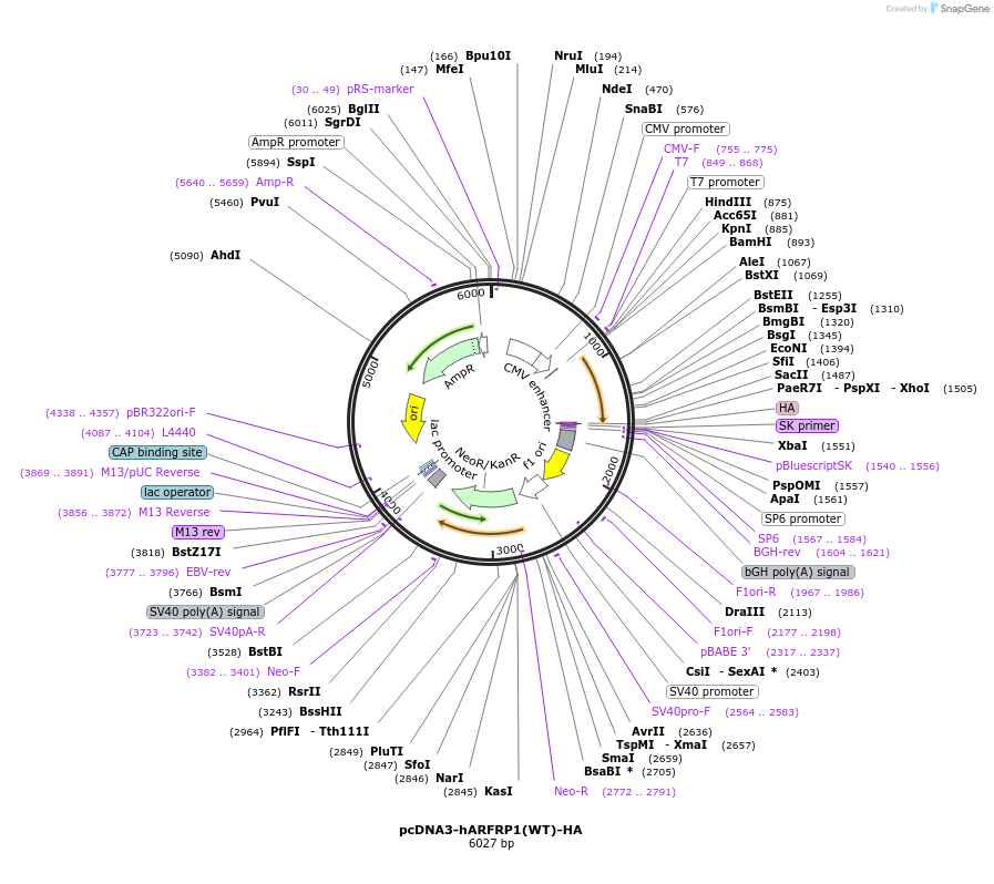 206399-plasmid-map-sequence-id-410672