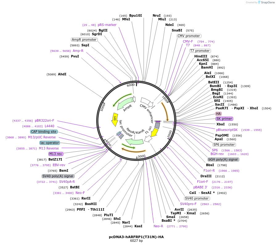 206401-plasmid-map-sequence-id-410674