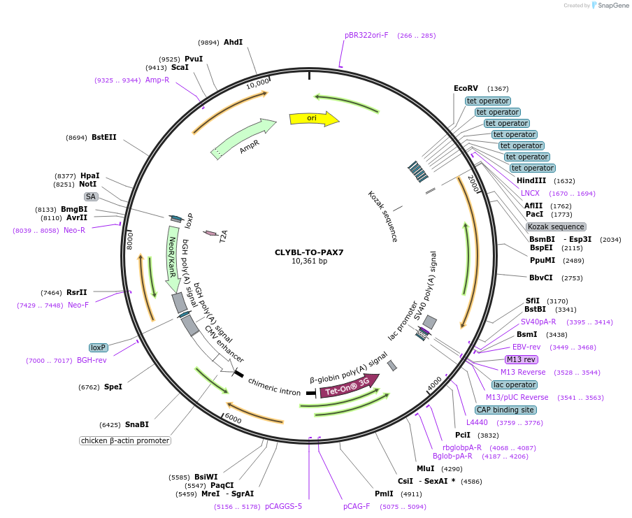 204346-plasmid-map-sequence-id-410702
