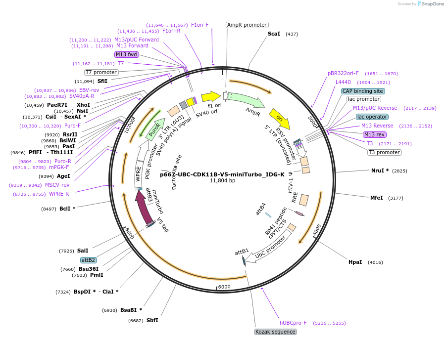 189914-plasmid-map-sequence-id-410709