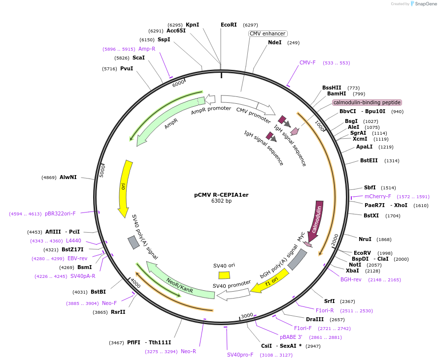 58216-plasmid-map-sequence-id-410729