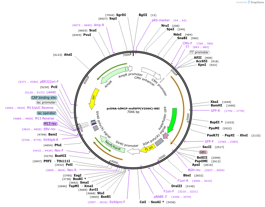 205163-plasmid-map-sequence-id-410734
