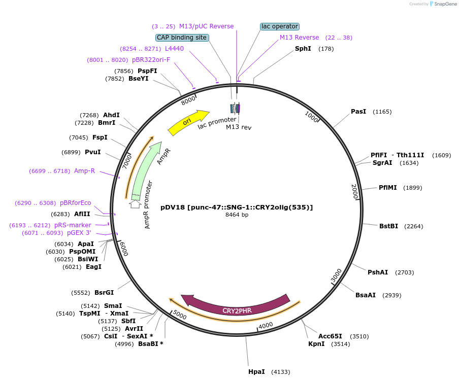 197598-plasmid-map-sequence-id-410735