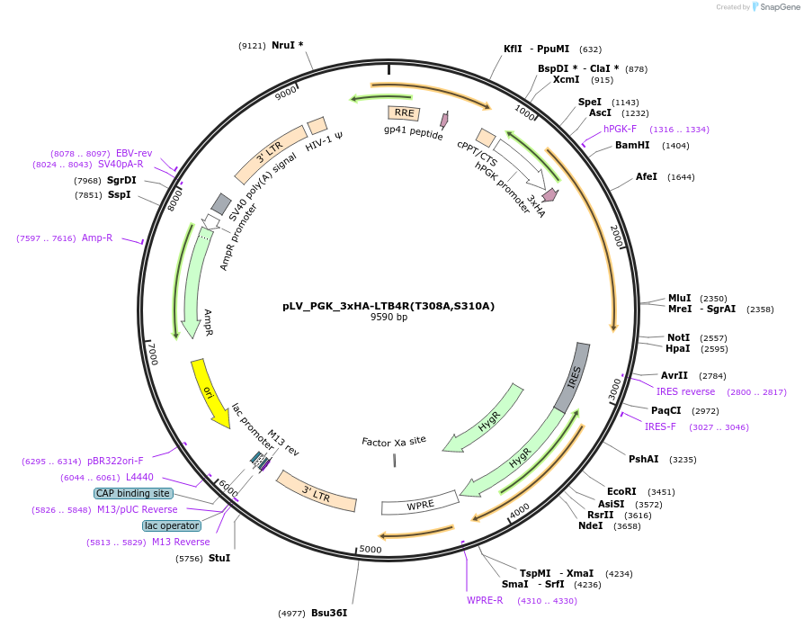 208094-plasmid-map-sequence-id-410740