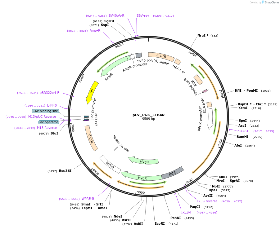 208087-plasmid-map-sequence-id-410741