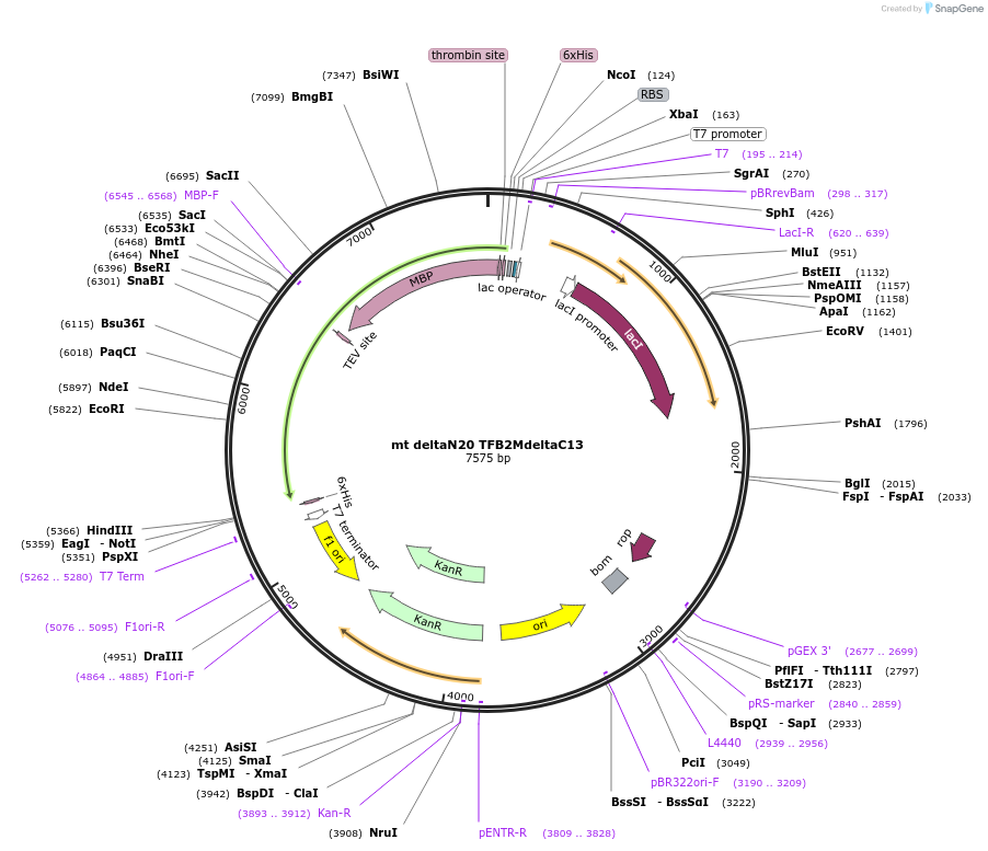 205063-plasmid-map-sequence-id-410743