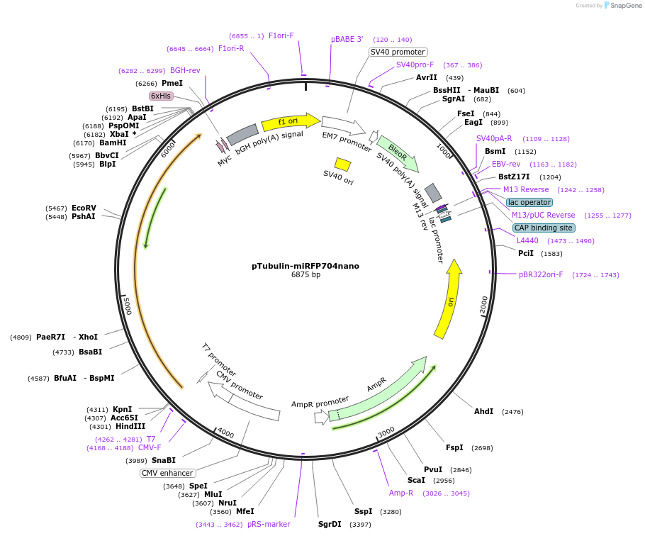 206192-plasmid-map-sequence-id-410745