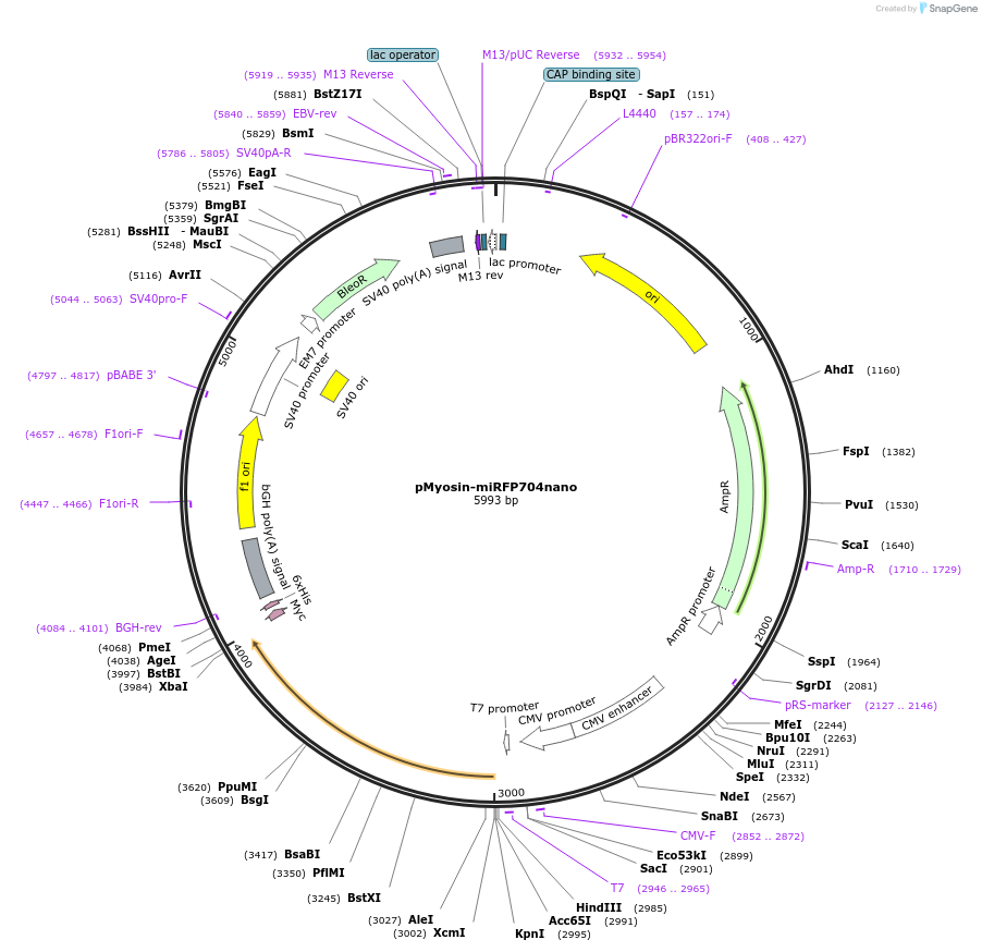 206194-plasmid-map-sequence-id-410749