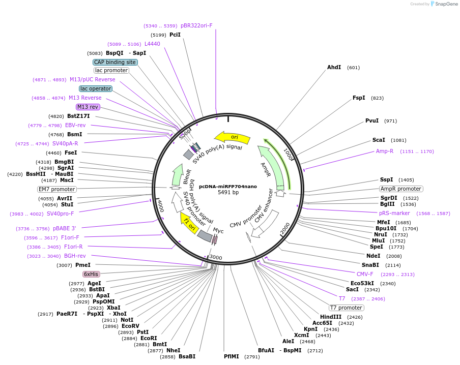 206190-plasmid-map-sequence-id-410752