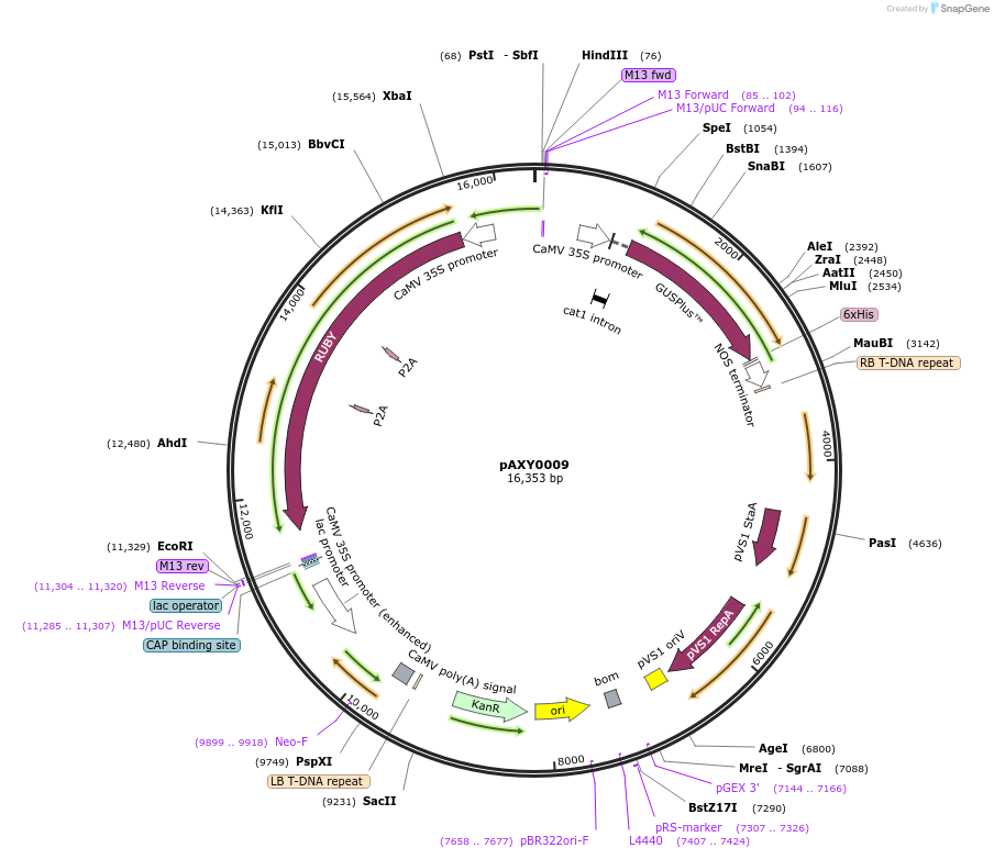 205578-plasmid-map-sequence-id-410753