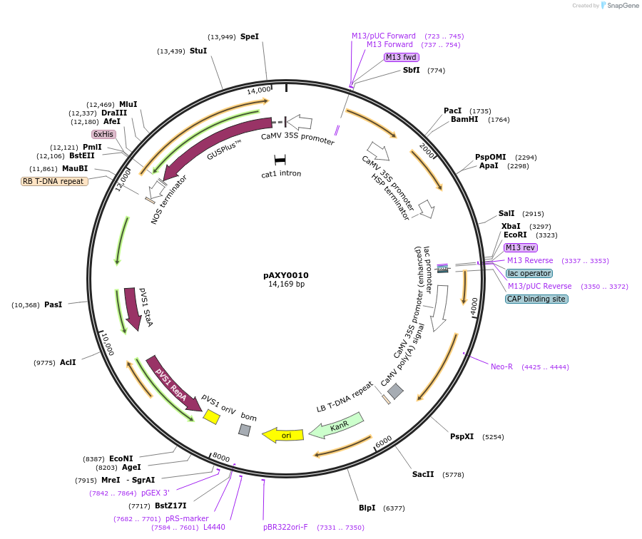 205579-plasmid-map-sequence-id-410754