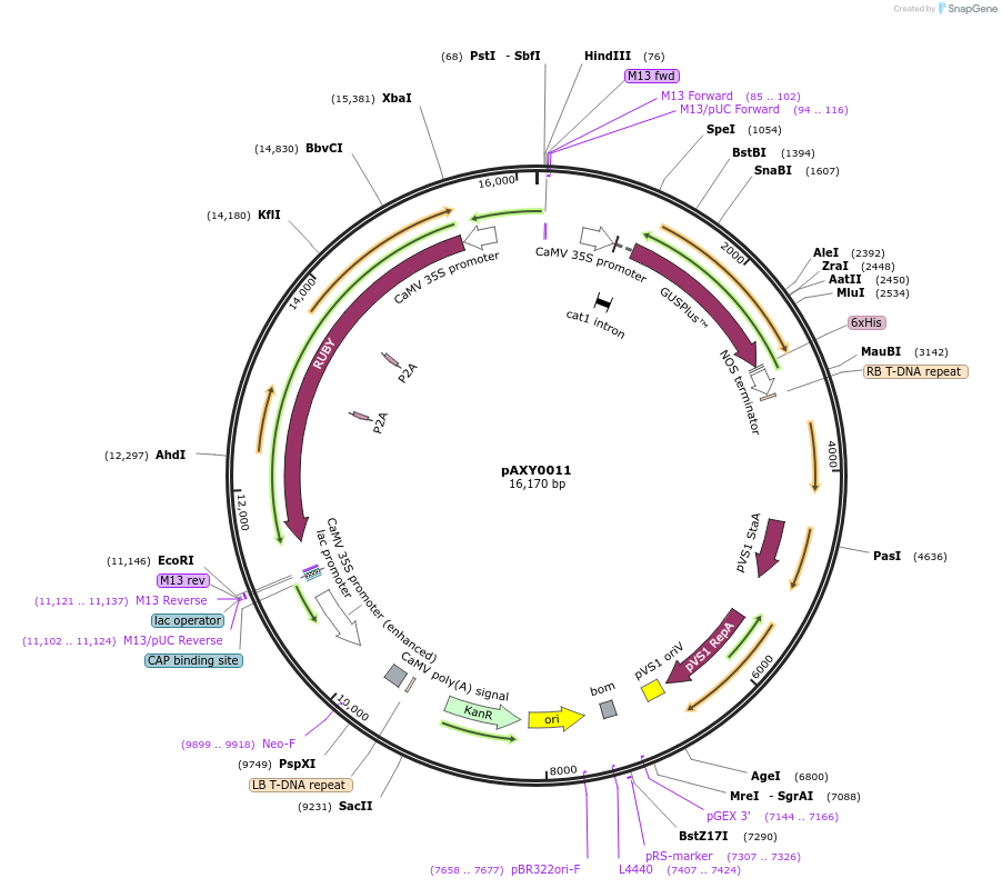 205580-plasmid-map-sequence-id-410756