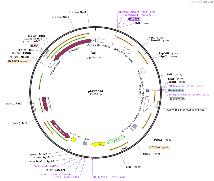 205583-plasmid-map-sequence-id-410780