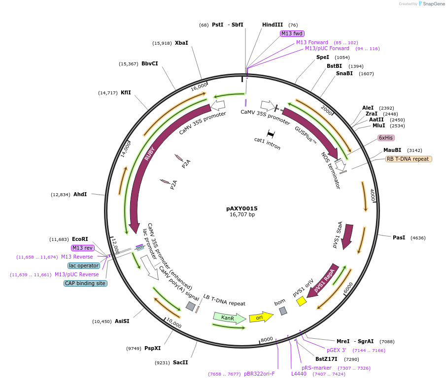 205584-plasmid-map-sequence-id-410782