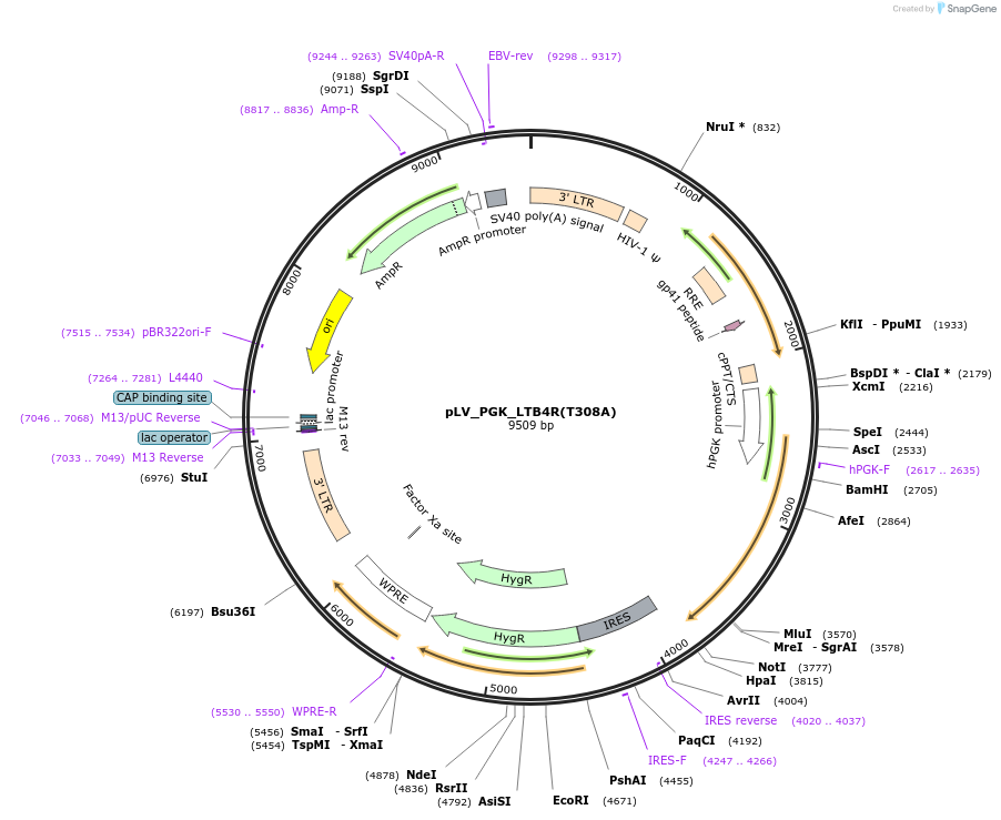 208088-plasmid-map-sequence-id-410786