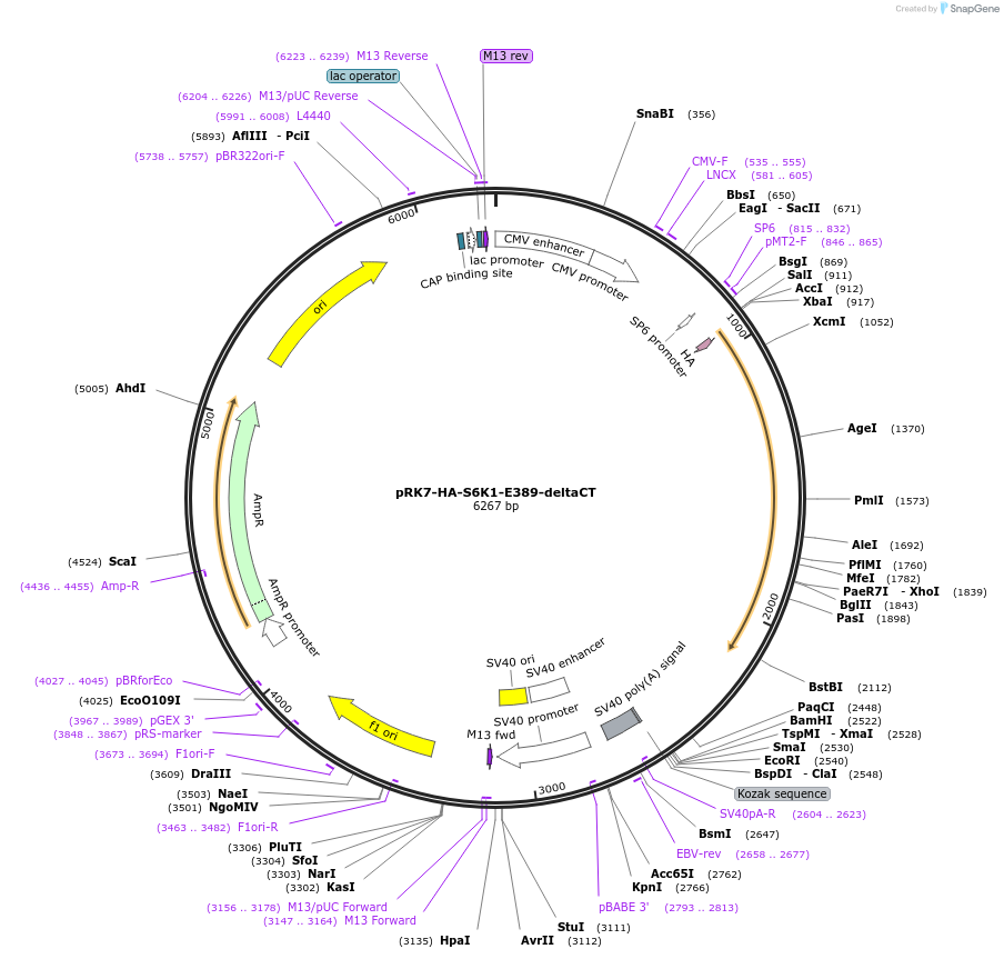 8993-plasmid-map-sequence-id-410788