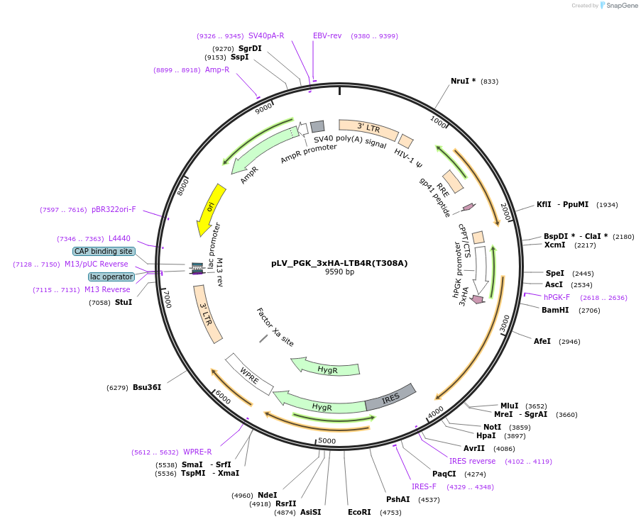 208092-plasmid-map-sequence-id-410790