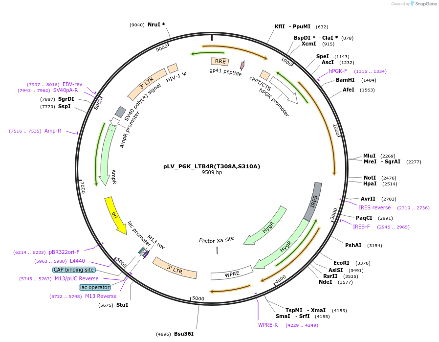 208090-plasmid-map-sequence-id-410835
