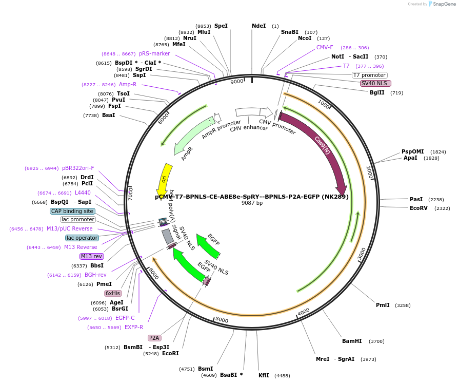 208293-plasmid-map-sequence-id-410845