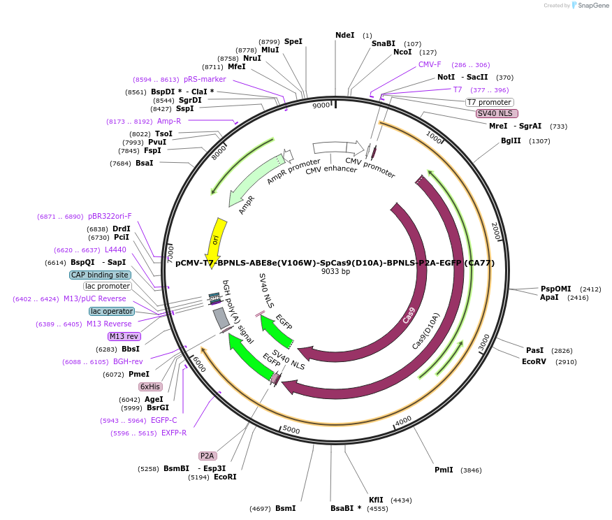 208290-plasmid-map-sequence-id-410848