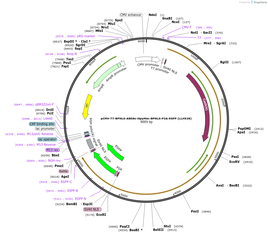 208289-plasmid-map-sequence-id-410849