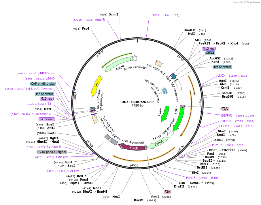 205595-plasmid-map-sequence-id-410851