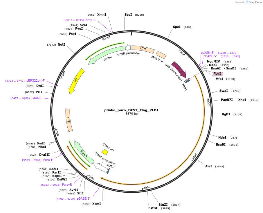 45268-plasmid-map-sequence-id-410860