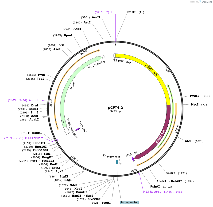 208807-plasmid-map-sequence-id-410863