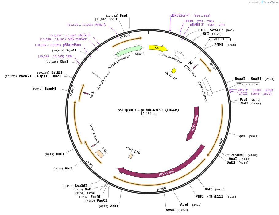 202687-plasmid-map-sequence-id-410867