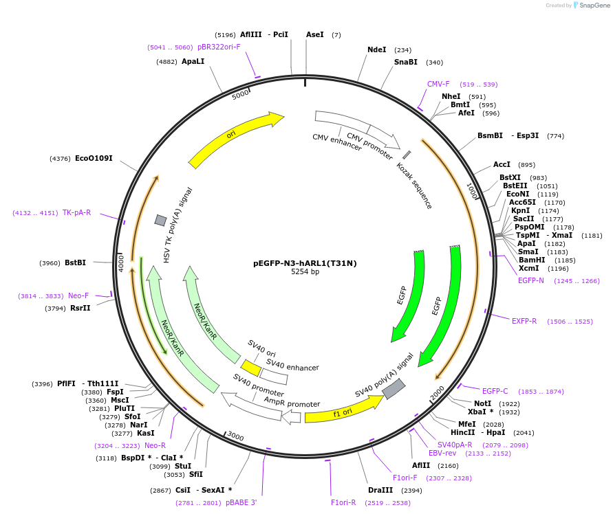 206408-plasmid-map-sequence-id-410868