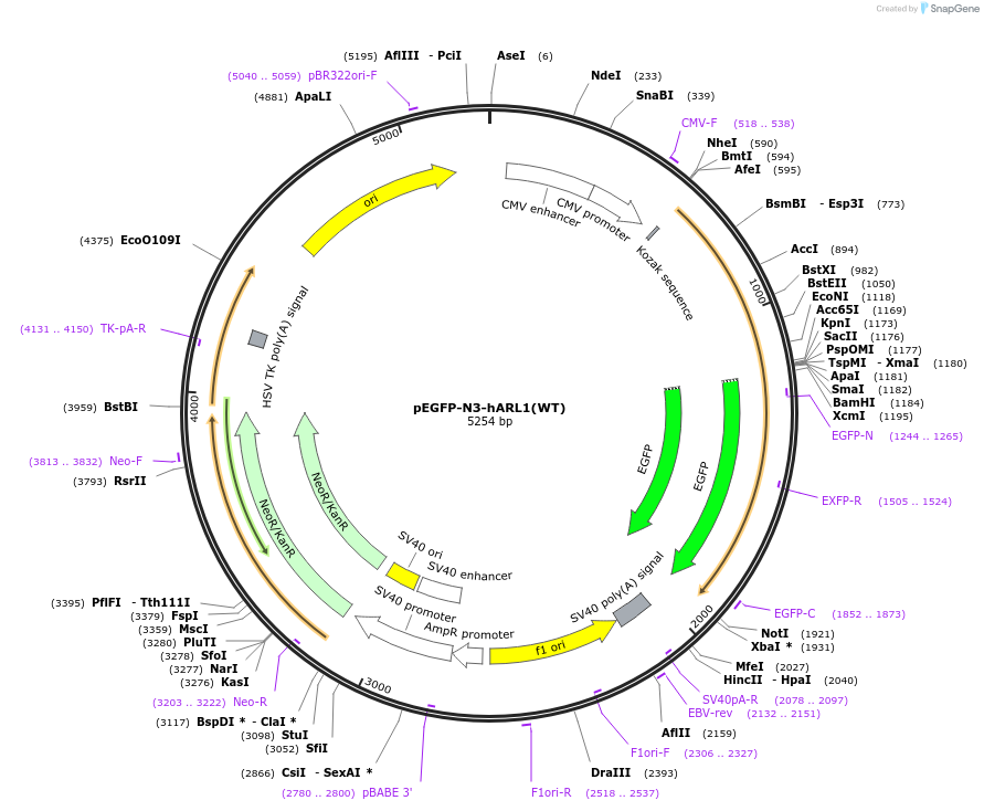 206406-plasmid-map-sequence-id-410869