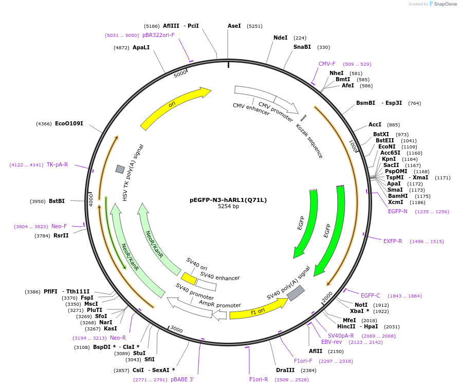 206407-plasmid-map-sequence-id-410870