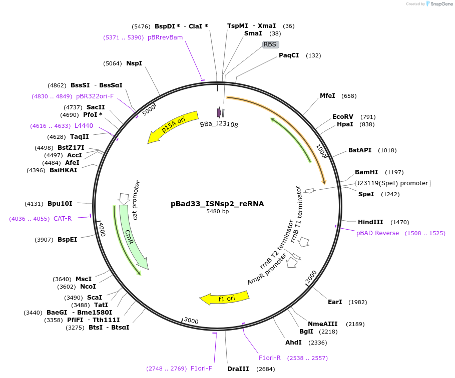 205350-plasmid-map-sequence-id-410881