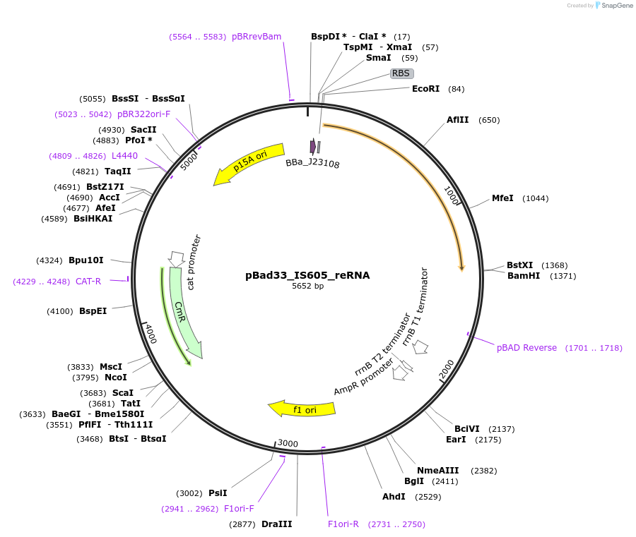 205321-plasmid-map-sequence-id-410889