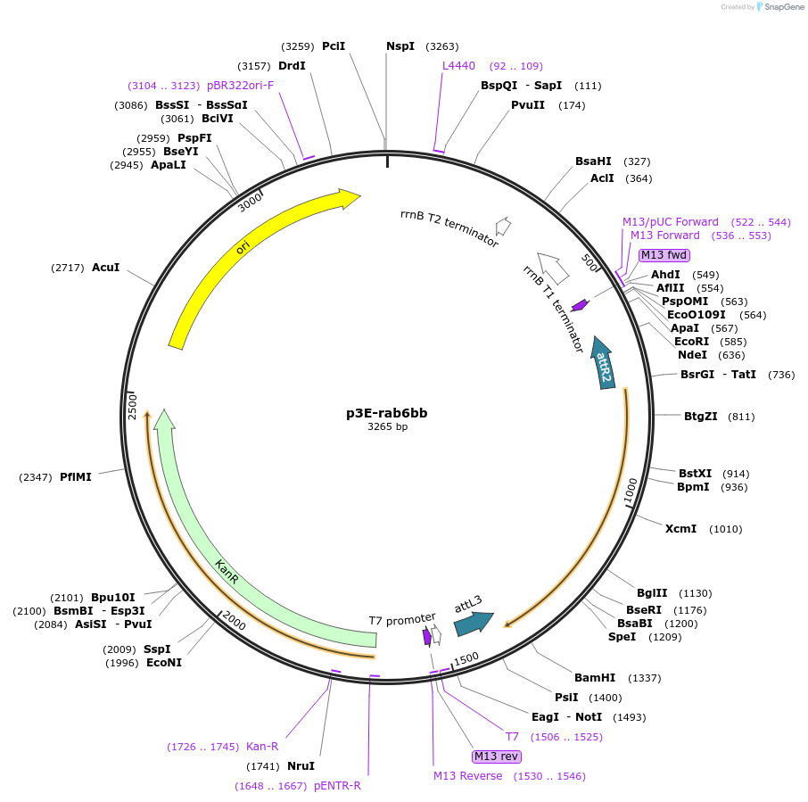 109722-plasmid-map-sequence-id-410897