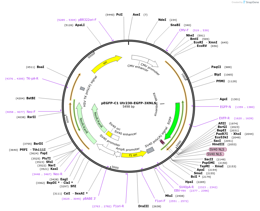 58466-plasmid-map-sequence-id-410899