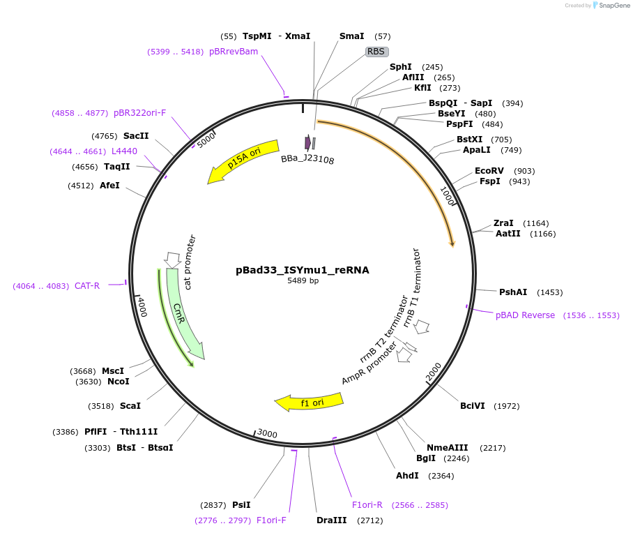 205358-plasmid-map-sequence-id-410905