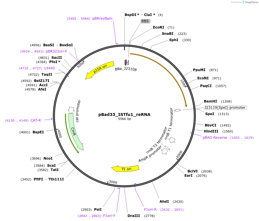 205355-plasmid-map-sequence-id-410906