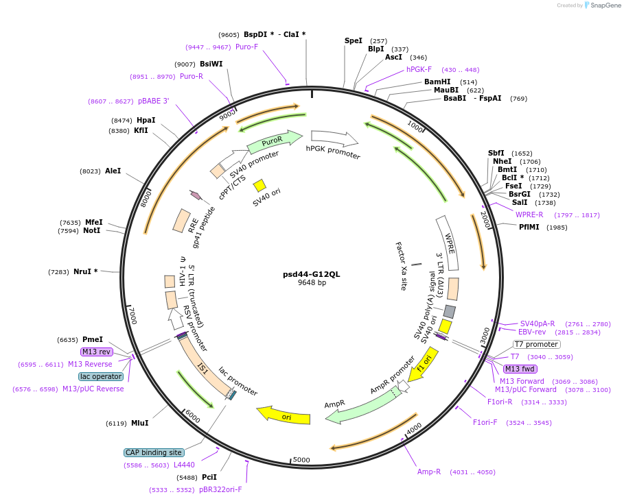 46825-plasmid-map-sequence-id-410918