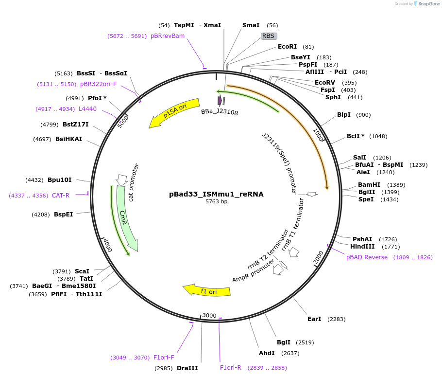 205349-plasmid-map-sequence-id-410923