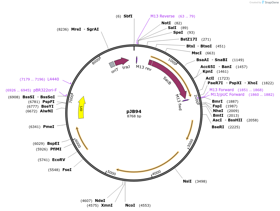 208752-plasmid-map-sequence-id-410933